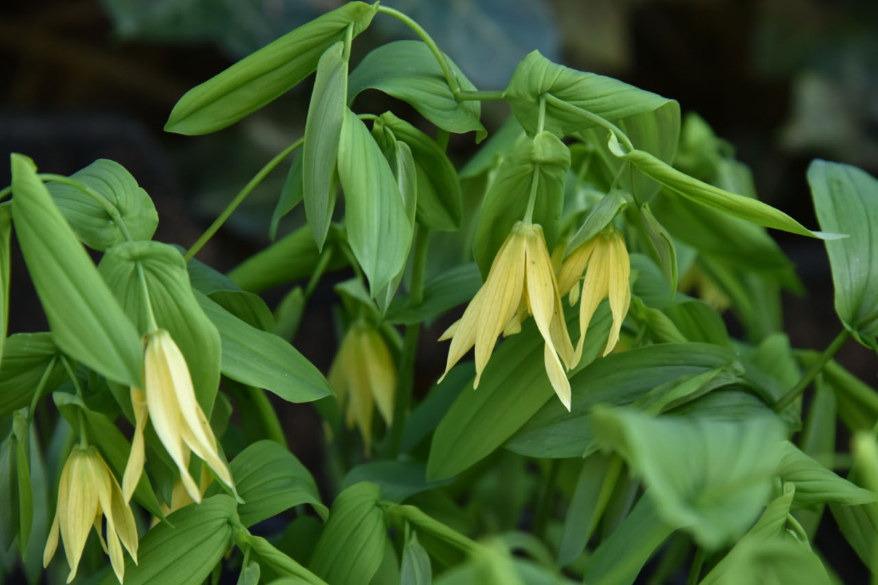 Uvularia grandiflora var. pallidaHuigkruid bestellen